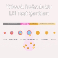 Mothersmart Femometer İvy Akıllı LH Test Çubuğu 6lı