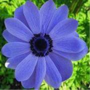 Gebece Mavi Anemon Çiçeği Yağı